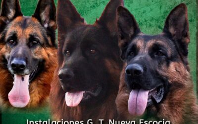 Abierta Inscripciones Delegación Andalucía Körung-AD-TSI