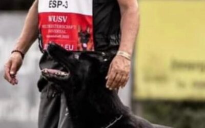 Hoy fallecido el perro Harpo de la Vieja Encina